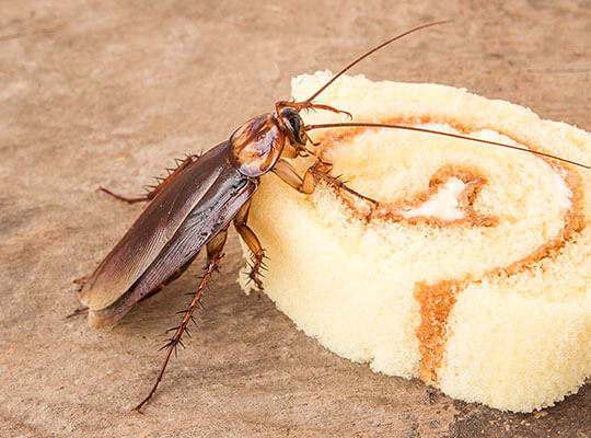 A cockroach feeding on a piece of cake.