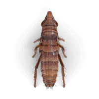 fleas-large