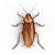 Large roach illustration